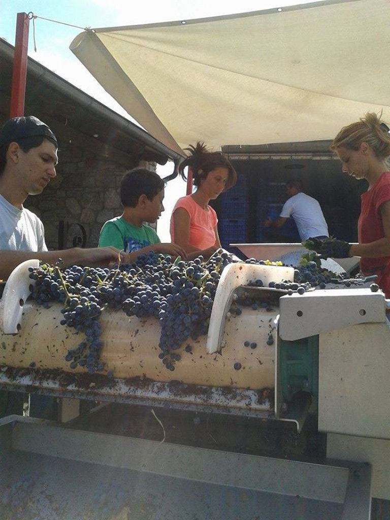 oenogenesis estate 15.jpg